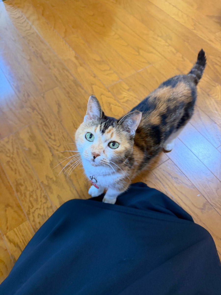cocoakumikoda's tweet photo. 🐱 https://t.co/W6YhhGul7g