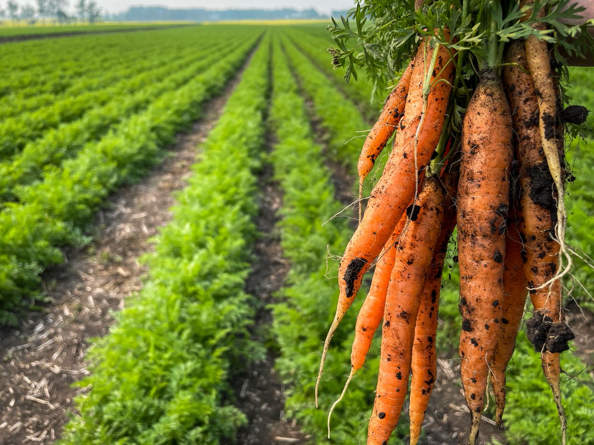 AlbertaAg's tweet photo. Minister @TaraSawyer23 has issued a statement for #FoodDayCanada, a day to celebrate all the farmers, producers and processors who put food on our tables! 

Read it here: https://t.co/AtHubrzjFF

#abag https://t.co/d2A9HDezeH
