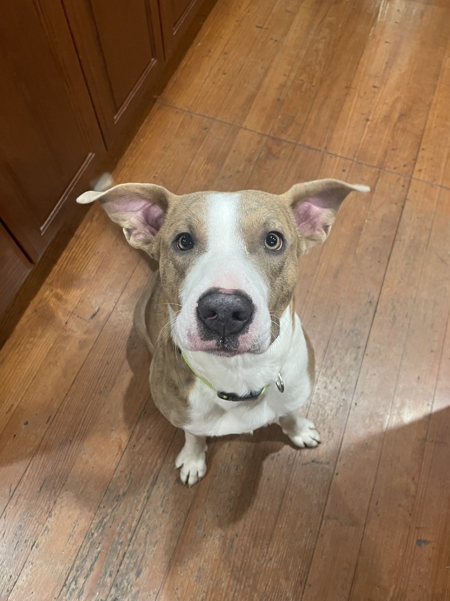 _ACOxford's tweet photo. 🐾 Happy National Mutt Day 🐾 to all of our mixed breed patients!! Do you have a mutt? Drop a picture 📸 in the comments! https://t.co/ty7q6IRS55