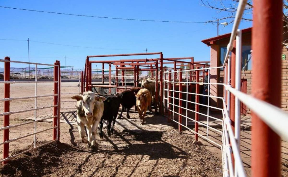 libreexpresionR's tweet photo. 🐂🇲🇽 Buenas noticias para el sector ganadero mexicano.

Después de más de un año de restricciones por el gusano barrenador, México reanudará las exportaciones de ganado a Estados Unidos a partir del 24 de agosto, cuando reabra el cruce fronterizo entre Agua Prieta, Sonora, y Douglas, Arizona.

La Confederación Nacional de Organizaciones Ganaderas estima que, si las condiciones sanitarias se mantienen, el país podría cerrar 2026 con alrededor de 400 mil reses exportadas.

En una primera etapa podrán cruzar hasta 2 mil cabezas de ganado por día, mientras que posteriormente se sumarían otros cruces fronterizos para reactivar el comercio de manera gradual.

📲 Conoce cómo será la reapertura y qué significa para los productores mexicanos https://t.co/M7nccglSi1

@gueronieves @hberhuer @HerSonMx @hilarioolea @icabreraf @JGimNogales @JavierCTMSonora @jesusortegam @JORGETAPIAINIGO @juanpueblo2012 @JuanGerardoGnd1 @karlacordova15 @kioscomayor @letygonal @pichonpavlovich @LinaBuenoLopez @liribe @lopezdieguez @LuisEstevane @LunaSugich @lupitaot @CapJavierEnrikz @CornejoJustitia @jenalear @SergioQuimor @lizcastromx @PascualSotoe @ClaudioXGG @adituzita @LuisF_Esponda @Morpheus_mx1 @A_S_L_O @AnabelGarciaL @angiemunoz79 @ariel_noriega @arietecaborca @arodriguezt01