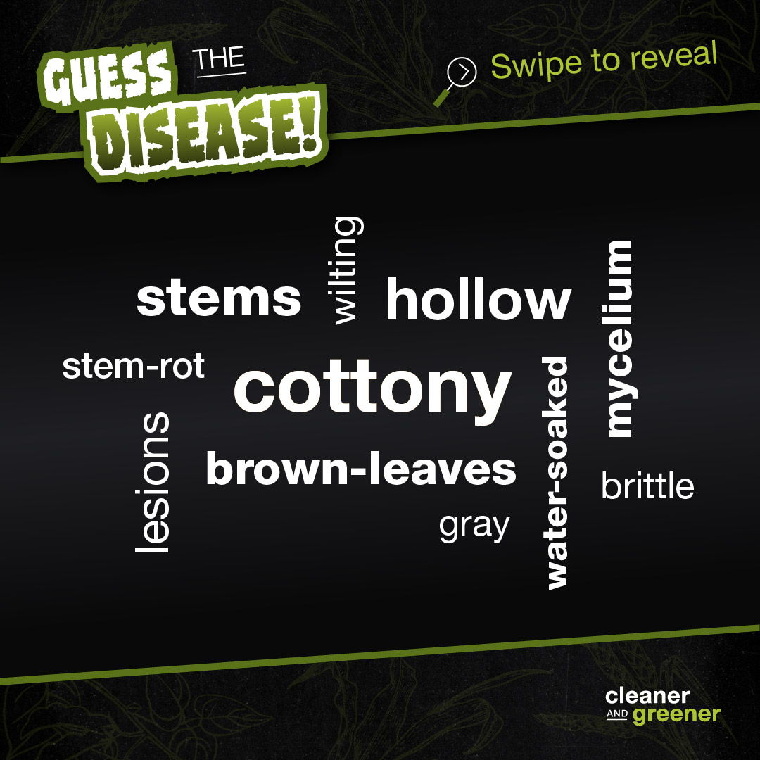 SyngentaUS's tweet photo. Can you ID this disease? Know the signs of white mold before it spreads. https://t.co/3GMQU01LbL https://t.co/Jth3OFGtLi