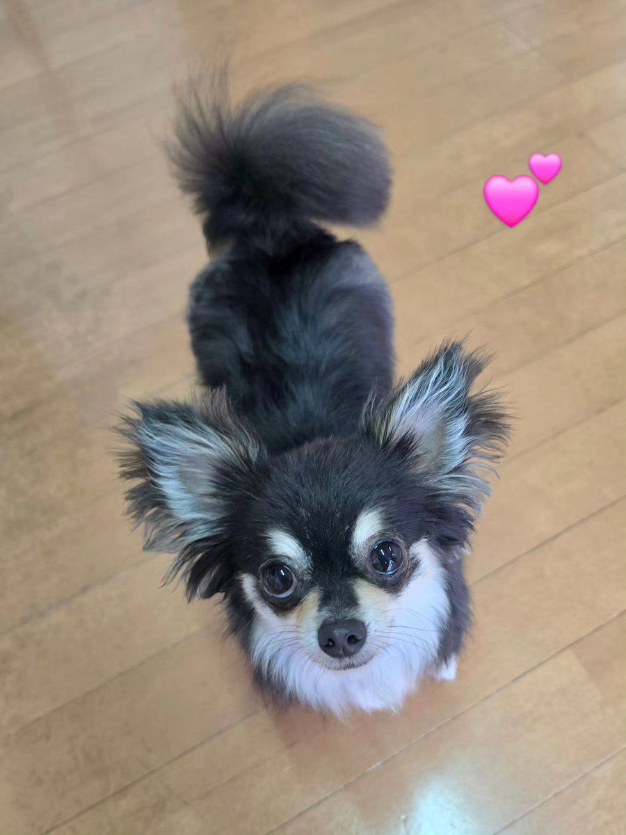 NanaTrimming's tweet photo. #trimmingsalonnana 
#trimming 
#チワワ♀️ https://t.co/VFNcNk5t9a