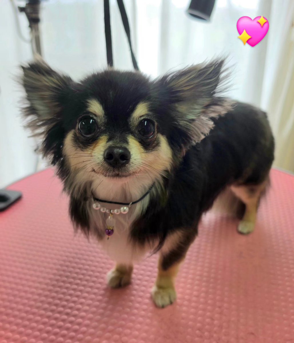 NanaTrimming's tweet photo. #trimmingsalonnana 
#trimming 
#チワワ♀️ https://t.co/VFNcNk5t9a