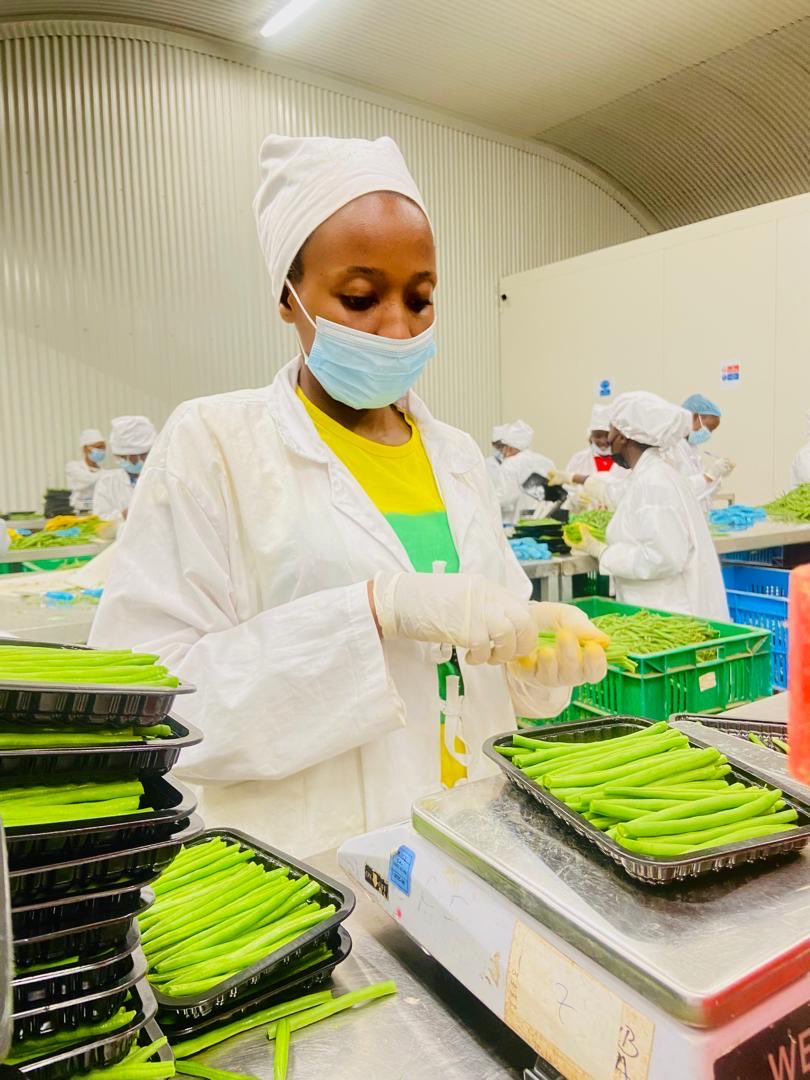 almasiexotics's tweet photo. 💎🌱 Diamond Star Quality, packed by people who care.

Working with Almasi means working with a team that knows quality is in the details.

Just look at Alphonse's wrapping that punnet of beans. No distractions—the beans have his full attention. 😂

#GrowingWhatMatters https://t.co/Rawevleq2q