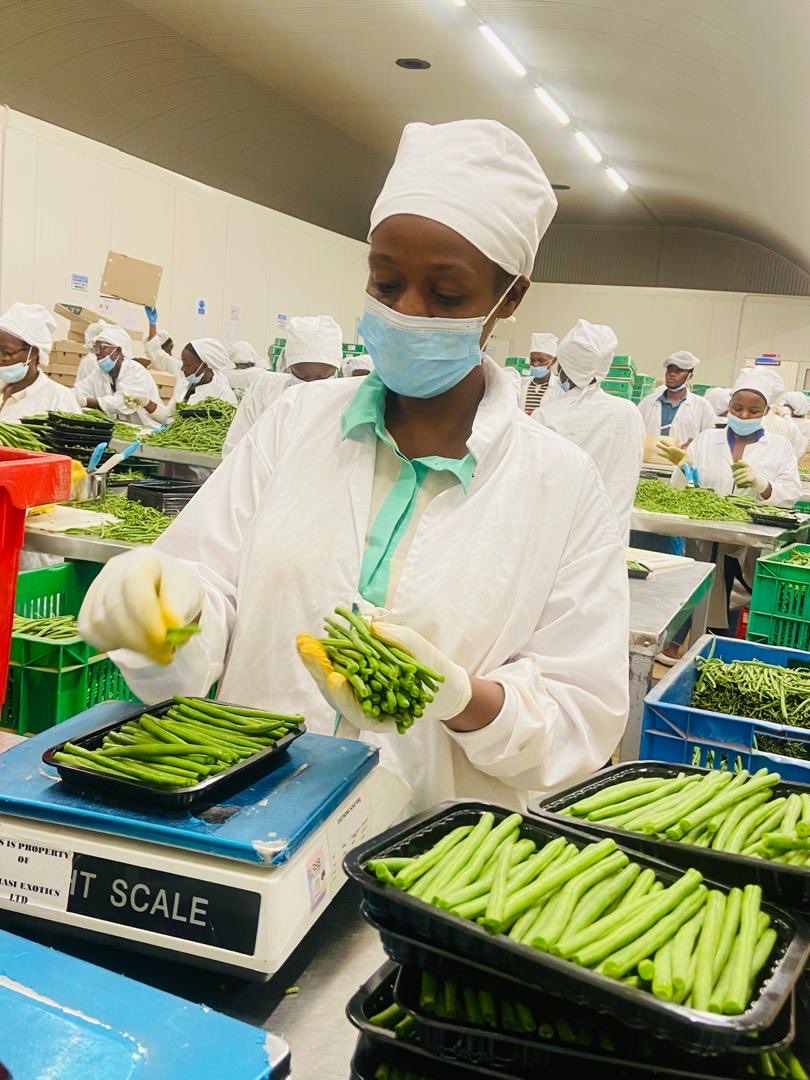 almasiexotics's tweet photo. 💎🌱 Diamond Star Quality, packed by people who care.

Working with Almasi means working with a team that knows quality is in the details.

Just look at Alphonse's wrapping that punnet of beans. No distractions—the beans have his full attention. 😂

#GrowingWhatMatters https://t.co/Rawevleq2q