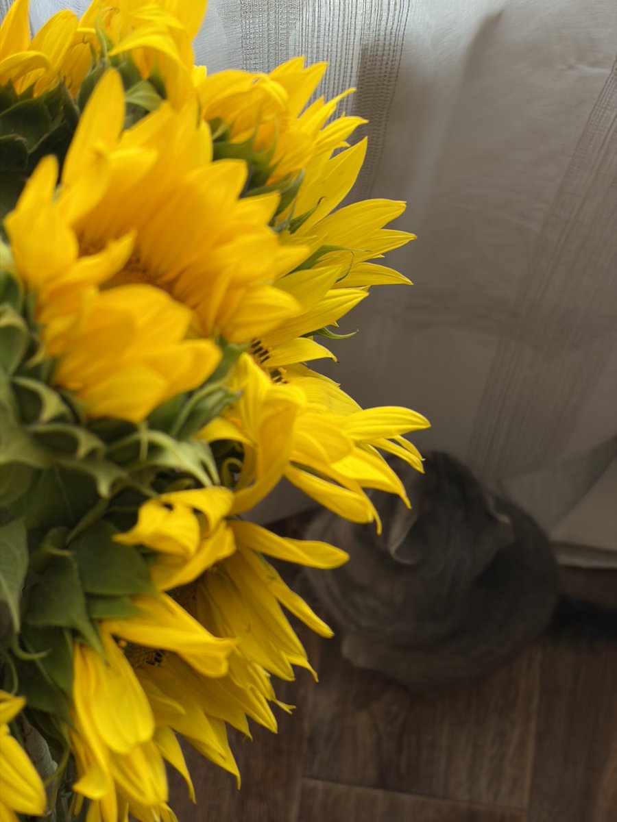 MurenkoAll's tweet photo. 🌻💛 https://t.co/qxfLQfb9cV
