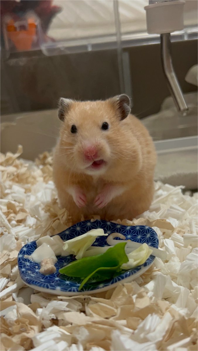 のん🐹 tweet media