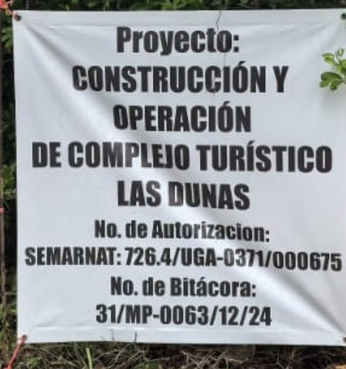 infolliteras's tweet photo. Ahí está senadora @veronicacamino el permiso de la @SEMARNAT_mx  que ostenta el desarrollo inmobiliario en Chuburná de la familia Chapur y suspendido ayer por la @PROFEPA_Mx . Por si no lo encuentra. Otorgado en la anterior administración federal. Foto tomada ayer, precisamente. Cabe señalar que la línea de construcciones llega justo hasta el desarrollo "Las Dunas", es decir, hay una invasión de construcciones en toda la zona, no están dejando una mata en pie para construir casas para extranjeros, los llamados "lofts", casas lineales. Tenemos vídeos, por si le interesa. Y lo peor es que gran parte del litoral de Yucatán ya no tiene playa, sobre todo Progreso, por la erosión costera. De allí que la rebatinga por ese pedazo de "paraíso" sin mayor protección por parte de las autoridades de los tres niveles haya estallado.