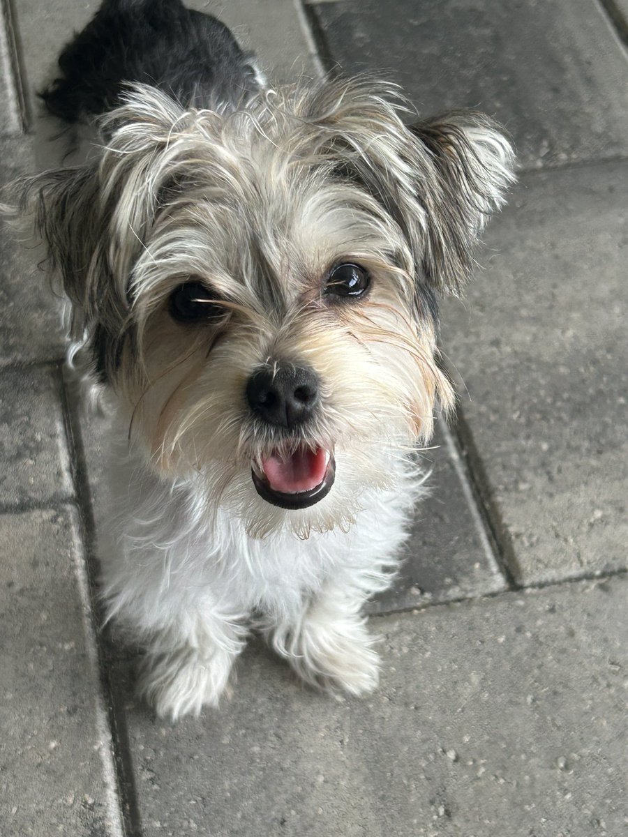 Lucys_Daddy's tweet photo. @HeyWhatDay Happy Mutts Day to my 9 month old Morkie puppy, Mitzi!!
#MuttsDay https://t.co/wfIo1Nwlkh