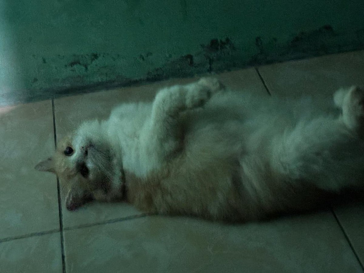 Humblekiiiddd's tweet photo. @olaffyousomuch ini tidur orangnya, yg reply ni kucing aku meow https://t.co/HQ3fLrryDU