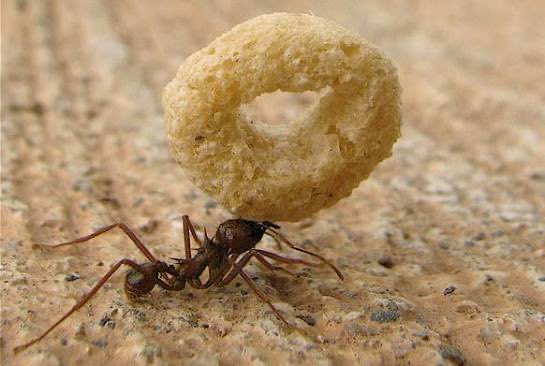 Professortilt11's tweet photo. @NobaraStrawdoll @jjkanywhere We found a cheerio 🤤🤤 https://t.co/bqqI50G7W1