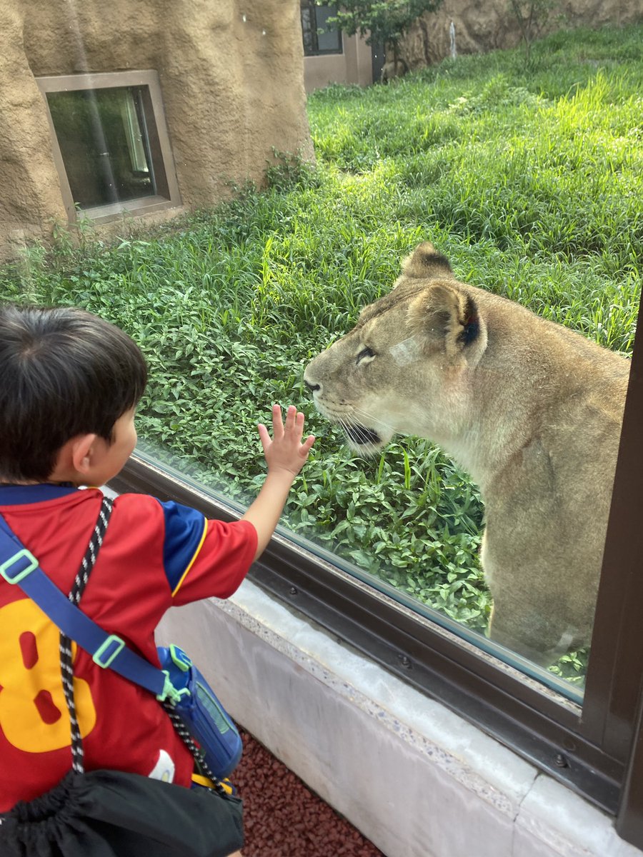 FCFE_Jr2021's tweet photo. 合宿初日

ジュニアは満喫
久しぶりの動物園、かき氷、メロンソーダ？的なもの
テンション上がっていました

夜は短時間で明日のミッションを伝えました #サッカー #少年 #合宿 #かみね動物園 https://t.co/HO1q5kL4mp