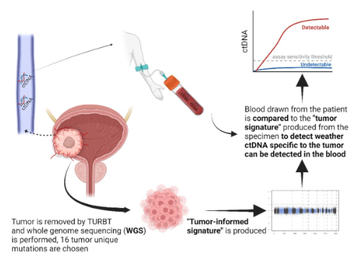 urotoday's tweet photo. Operationalizing ctDNA in #BladderCancer clinical trials. Presentation by @mouwlab @DanaFarber, @alantanmd @VUMChealth. and Peter Schiller. #BCANTT26 written coverage by @chavarriagaj @PSH_Urology on UroToday > https://t.co/DFFVS8pj6m @DrJohnSfakianos @LauraBukavinaMD @BladderCancerUS