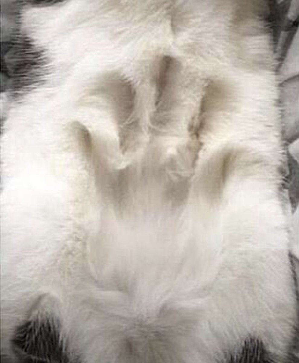 animal_kyawa_'s tweet photo. モフモフ https://t.co/fhoxL4dIru