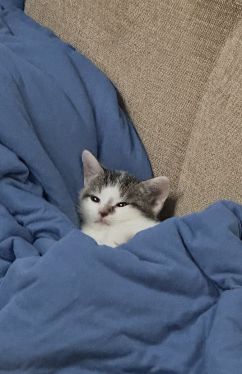 twaniimals's tweet photo. https://t.co/j8sAcX6GQe