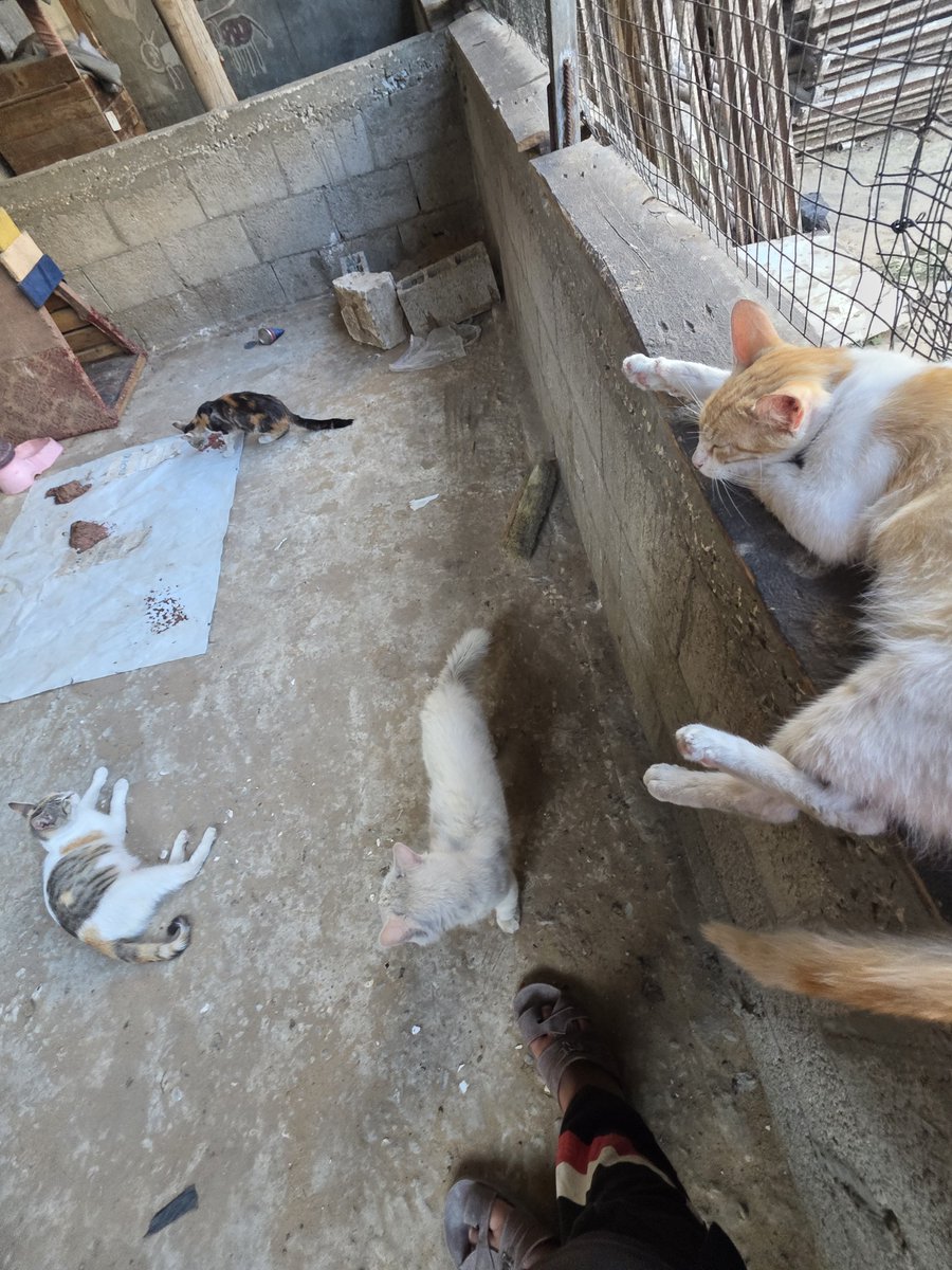 LoverHomeless's tweet photo. 🫂🕊️🐾Good evening to you and happy Friday from 🇵🇸🌿🫒🙏Gaza, my dear ones.. I wanted to convey to you that we are now only a day or two from running completely out of food for our animals, and I must travel to the merchant to buy some as soon as possible.. I hoped to be able to travel there today, but I have been so tired that I do not think I could carry anything with me, so I hope to take my children and some friends in the coming days.. Recently I have been getting only an hour or two of sleep after the sun rises; I admit that I deal with insomnia and can never sleep for very long. It leaves me feeling very tired and weak, my wonderful friends, as sad as I am to admit it to you.. I wonder how long we will have to live through this? As I said before, we only want to live. A chance at life, at something normal. It's not too much to ask, my dear ones. Your support is what keeps me going through the fatigue and pain I am in, wonderful friends, and I am so grateful for your presence in my life. Our wonderful animals deserve this peace and support too, and I hope that you will be able to help us buy as much food as possible for them to get the best price. If I only buy a small amount, the deal is much worse for us.. Of course, let's never forget our friends in the camp too, the damage they sustained in the strikes and their needs for things to survive like food, medication, water and a safe shelter. You make all of this possible for us, my dear friends, and I would be so happy to give them a better life. You are the most wonderful friends, and you give me the hope to do as much good as possible for the deprived families and all the poor animals who need our help. You are like a lifeline, and you give me so much hope. Never change, and please do not leave us, dear ones. I love you very much.. 🤗🫂🕊️🐾🐈♥️🌿🐕🙏🆘🤲💚🇵🇸🙏♥️

Our Cat Shelter (and for our new dog)+ My Family's Funds 
🐾🐈🥺🫂https://t.co/2GC5exChC8 

Our Cruelty Free Kitchen + Camp
🫂🙏🇵🇸https://t.co/fIVCEUy1Da 

Paypal (For faster access - please write if you'd like it to go to the Camp or the Cats) 🆘️🫂🙏🐈⛺️🇵🇸💚🚨 https://t.co/8aUxM3V0X7