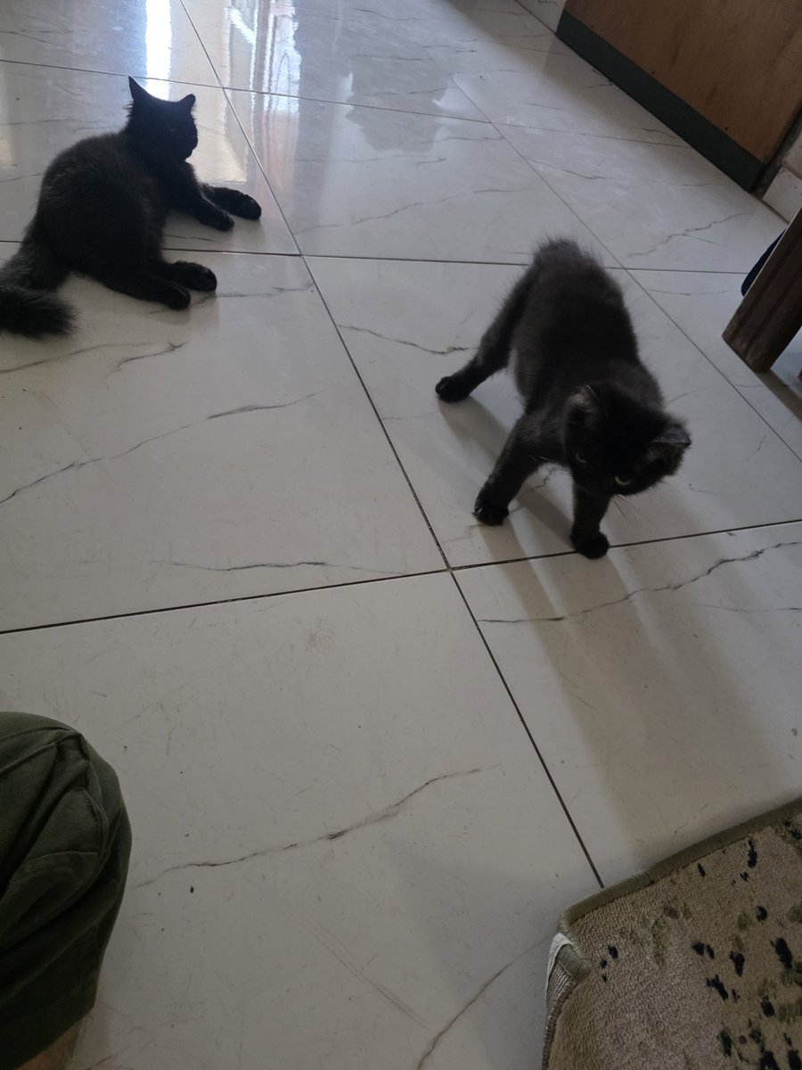 LoverHomeless's tweet photo. 🫂🕊️🐾Good evening to you and happy Friday from 🇵🇸🌿🫒🙏Gaza, my dear ones.. I wanted to convey to you that we are now only a day or two from running completely out of food for our animals, and I must travel to the merchant to buy some as soon as possible.. I hoped to be able to travel there today, but I have been so tired that I do not think I could carry anything with me, so I hope to take my children and some friends in the coming days.. Recently I have been getting only an hour or two of sleep after the sun rises; I admit that I deal with insomnia and can never sleep for very long. It leaves me feeling very tired and weak, my wonderful friends, as sad as I am to admit it to you.. I wonder how long we will have to live through this? As I said before, we only want to live. A chance at life, at something normal. It's not too much to ask, my dear ones. Your support is what keeps me going through the fatigue and pain I am in, wonderful friends, and I am so grateful for your presence in my life. Our wonderful animals deserve this peace and support too, and I hope that you will be able to help us buy as much food as possible for them to get the best price. If I only buy a small amount, the deal is much worse for us.. Of course, let's never forget our friends in the camp too, the damage they sustained in the strikes and their needs for things to survive like food, medication, water and a safe shelter. You make all of this possible for us, my dear friends, and I would be so happy to give them a better life. You are the most wonderful friends, and you give me the hope to do as much good as possible for the deprived families and all the poor animals who need our help. You are like a lifeline, and you give me so much hope. Never change, and please do not leave us, dear ones. I love you very much.. 🤗🫂🕊️🐾🐈♥️🌿🐕🙏🆘🤲💚🇵🇸🙏♥️

Our Cat Shelter (and for our new dog)+ My Family's Funds 
🐾🐈🥺🫂https://t.co/2GC5exChC8 

Our Cruelty Free Kitchen + Camp
🫂🙏🇵🇸https://t.co/fIVCEUy1Da 

Paypal (For faster access - please write if you'd like it to go to the Camp or the Cats) 🆘️🫂🙏🐈⛺️🇵🇸💚🚨 https://t.co/8aUxM3V0X7