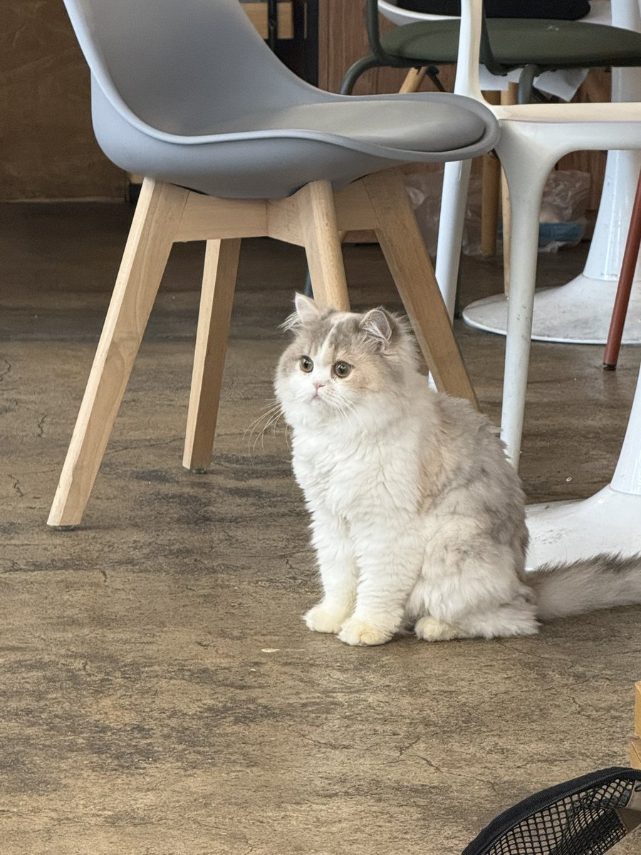 uydnam's tweet photo. 존귀고양이가 두마리나 있는 까훼에 감… https://t.co/6xa9w6fCgp