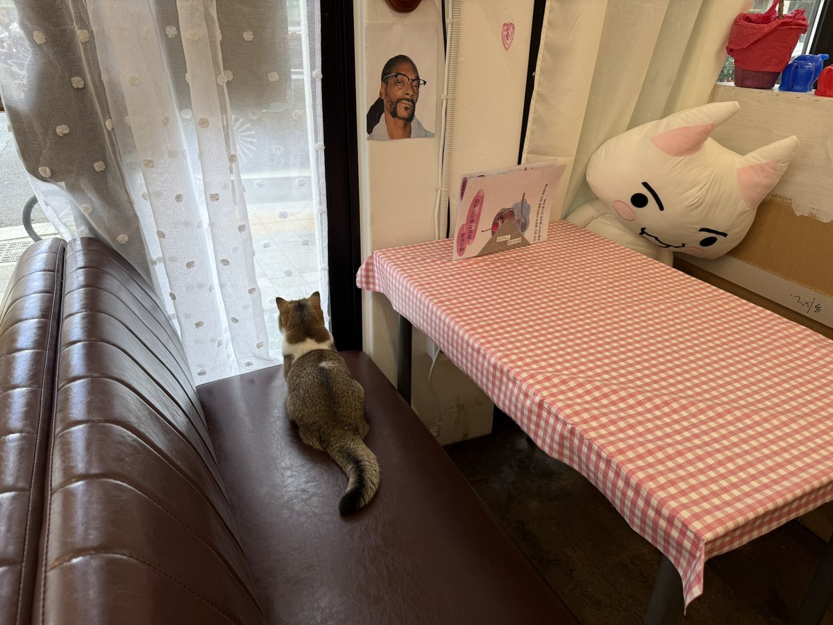uydnam's tweet photo. 존귀고양이가 두마리나 있는 까훼에 감… https://t.co/6xa9w6fCgp
