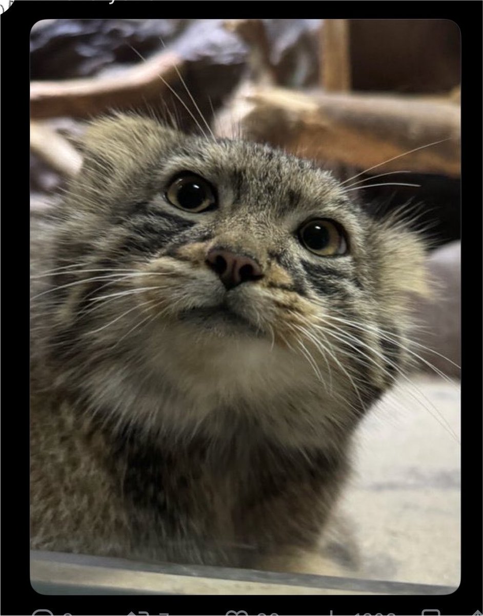 tamakiaoi0401's tweet photo. パクツイされるほど可愛かったこのお顔を見よ！ https://t.co/yoFXgSkJEI