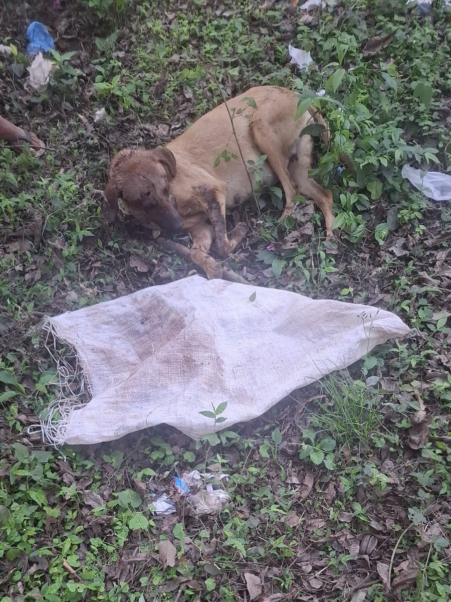 bane22_mac's tweet photo. La machetearon con intenciones de matarla, ella está embarazada. No contentos con eso, la pusieron en una bolsa blanca y la tiraron en un pozo
¿Hasta cuándo vamos a dejar que esto ocurra?
Por qué no hay un castigo ejemplar, los dos sujetos ahora mismo están en su casa, y ella💔 https://t.co/oK3mmTg8e5