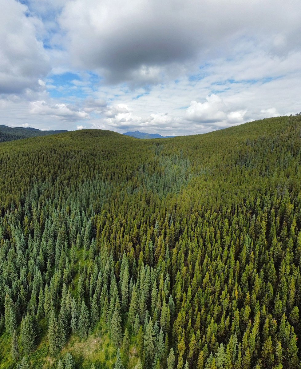 AMAZlNGNATURE's tweet photo. These are all biomes within Alberta, a single Canadian province https://t.co/NrLUtc09BB