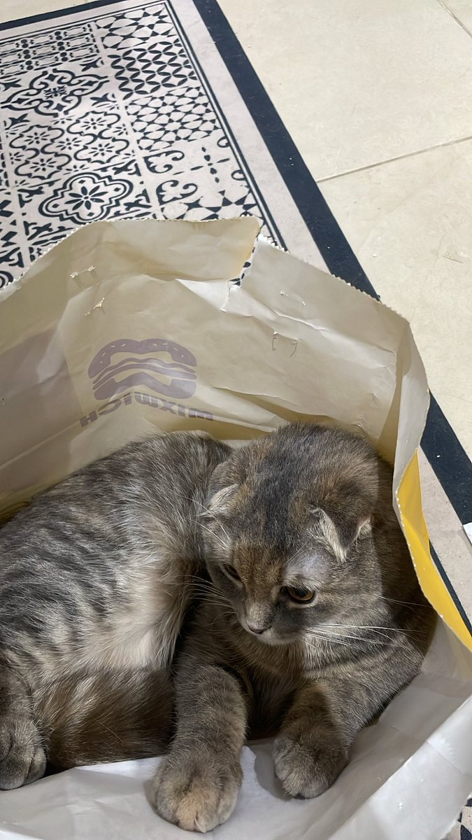 shvjlv's tweet photo. علاقة حب بيلا للأكياس ماتنتهي 😃😸 https://t.co/4tryj5k9aD