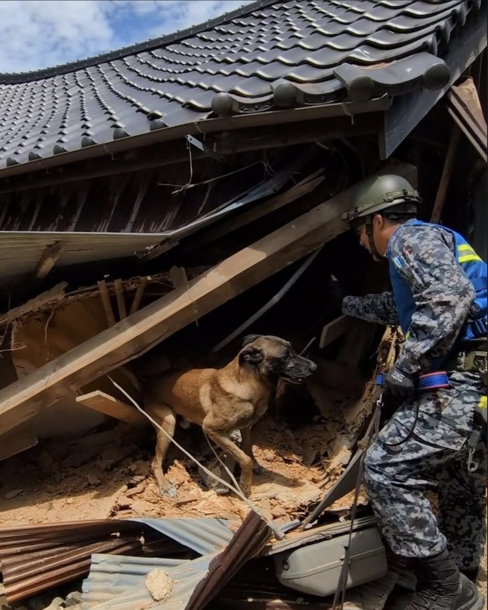k9planet_japan's tweet photo. 🇯🇵🐾 瓦礫の先にある命を信じて。
航空自衛隊 築城基地の災害救助犬 ダンテ、モズ、ミズ、レイラ とハンドラーが、被災地で懸命の捜索活動を続けています。
その勇気と献身に、心から敬意と感謝を。🇯🇵🐕‍🦺　　📷 @jasdf_tsuiki https://t.co/gfqbAWio5D