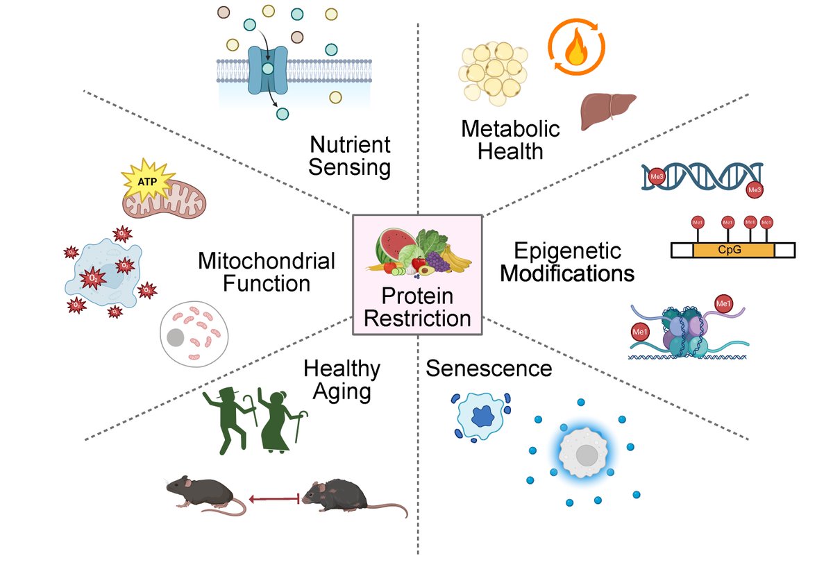 LammingLab's tweet photo. Great discussion of dietary protein and aging in @ScienceNews today "The protein craze may not be for everyone", spurred in part by @baileyknopf 's new review article entitled "The hallmarks of protein and amino acid restriction in aging and longevity" https://t.co/CUADrIua17