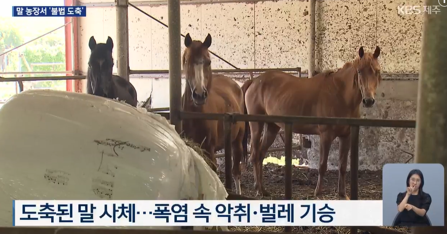 aniko_welfare's tweet photo. "제주시는 불법 도축에 사용된 장비와 잔인한 도축 방식 등을 고려해 말고기 전문점을 운영하는 이 50대 여성을 동물보호법 위반 혐의로 경찰에 추가로 고발할 예정입니다."(뉴스보기: https://t.co/NULgy6e5yL) https://t.co/6Pojle2Yt8