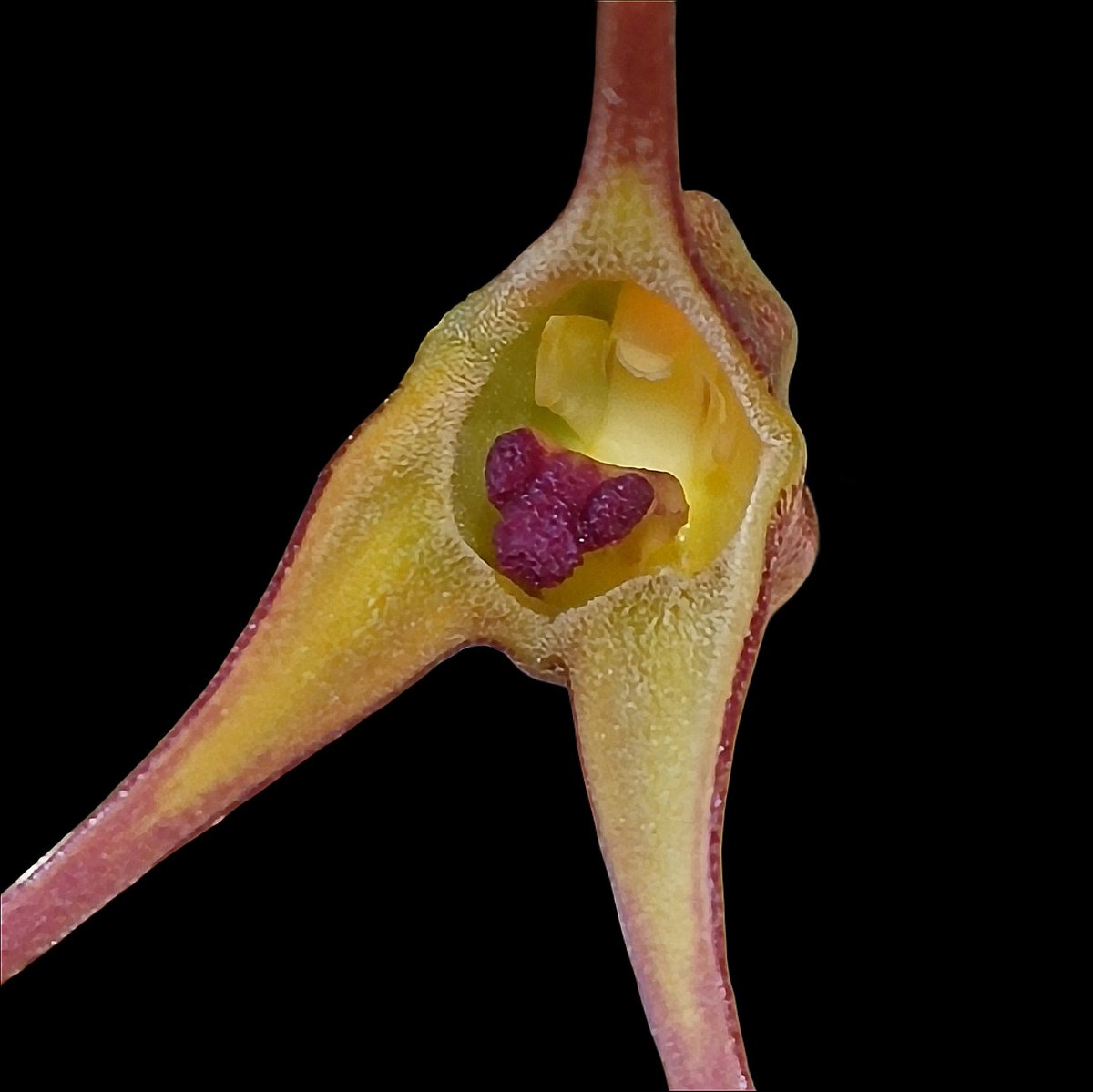 UK_Boothby's tweet photo. First flowering of Masdevallia fractiflexa [Lehm. &amp; Kraenzl.;  1894] a species endemic to the mountain cloud forests of southeastern Ecuador and Peru, at elevations of 1500-2200 m. Subtle yellow-green blooms with reflexed sepals #Orchidaceae https://t.co/szb6yTCmOt