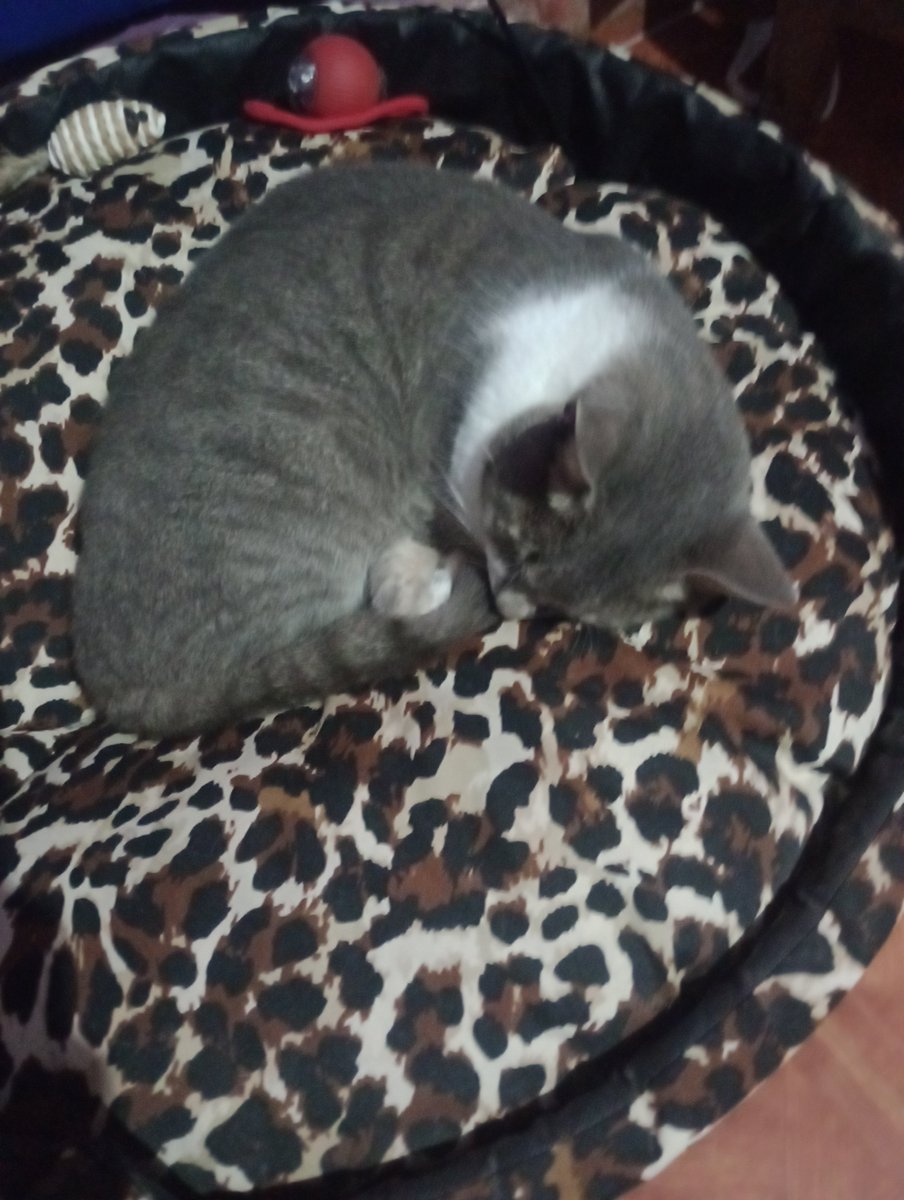 junior y Milo🐱🐱 tweet media