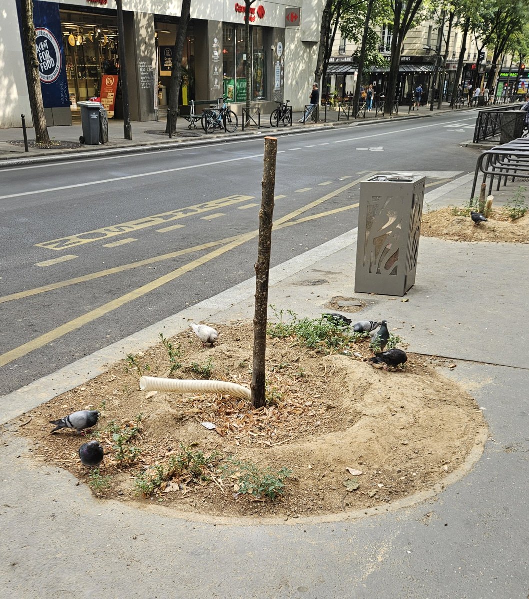 onsenfout75020's tweet photo. Depuis 5 ans la mairie de #Paris20 tente ici une expérience. Va-t-elle enfin réussir à ne pas faire crever des arbres jeunes plantés sans jamais les arroser ?  Bah non, ça ne marche toujours pas ! #saccageparis @EricPliez https://t.co/qW4tspHsYJ