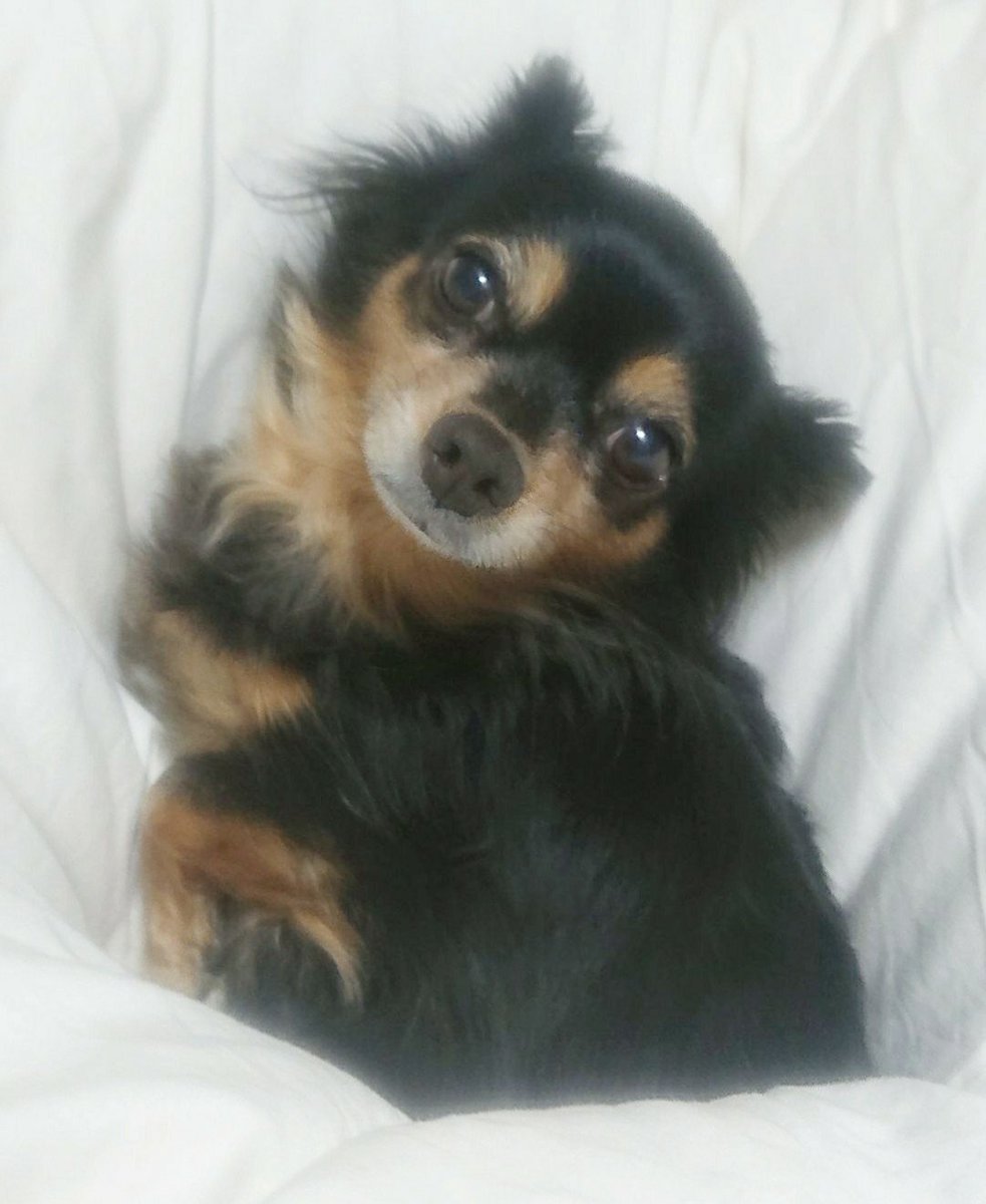 _____tapochi's tweet photo. @victor_brand_jp 去年の12月に亡くなった愛犬の声を聞きたいです。
食べる？と話しかけたら尻尾を振って喜んでくれて、ミルク!と言えば嬉しそうにキッチンに飛んできて
毎日一緒に過ごした、かけがえのない家族*´꒳`ฅ

大きな幸せも深い悲しみも
この子が教えてくれました!

ずーっと大好き! https://t.co/sDrzGEPjrI