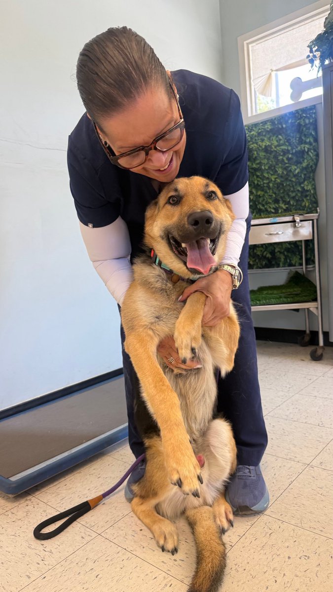 dog_rates's tweet photo. You all funded King Max’s care in 34 minutes! Thanks to you, he is getting the royal treatment 👑

Follow @15outof10 for pupdates on his healing journey! https://t.co/wePuzmr0AT