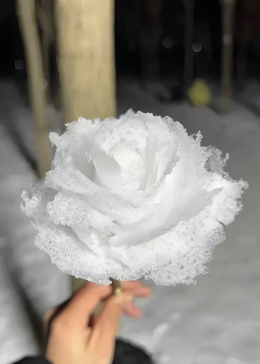 gardenofcolours's tweet photo. snow rose https://t.co/4Z8UA5duMB