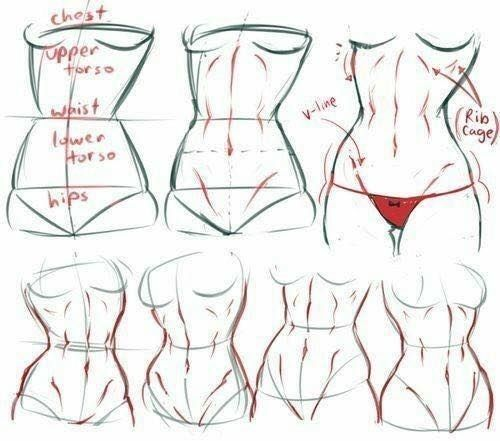 pinkubeauty's tweet photo. Strong female anatomy starts with understanding the torso’s structure, muscles, and proportions. https://t.co/VSFGKOgLPh