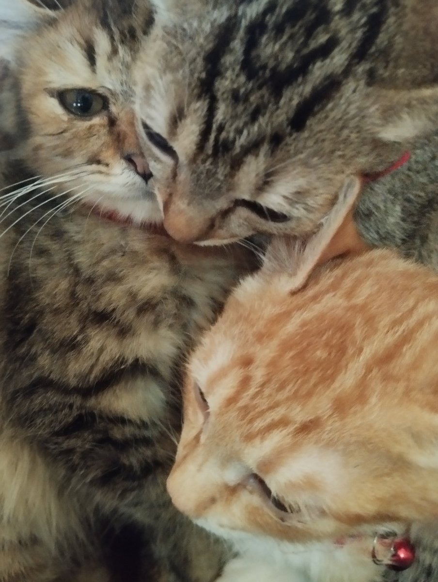 kritagawa's tweet photo. @sugurulokal 😭😭😭😭 omg Ditya semoga semakin membaik day by day ya!!!!! Kabar terbaru Pupu sudah jadi nenek!!!! >___< ini cucunyah!!! https://t.co/zfLJPsQBX8