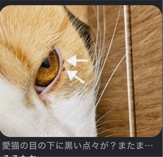 Syuchan0828's tweet photo. うちの猫たち、よくこれできるけどなんで https://t.co/m8GaCvFW37