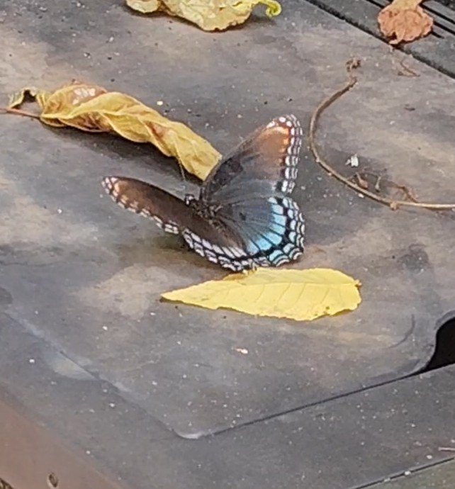 DeejHoneyDrop's tweet photo. https://t.co/IzoeYwEvZX .... ๐ถ๐ต๐ง๐ช๐ช๐๐
Butterfly ๐ฆ ๐ฆ ๐ฆ ๐ฆ ;)
#lovely #myyard #fridayfeels #pretty #insects ๐๐ฅฐ๐ https://t.co/u4yCC96013
