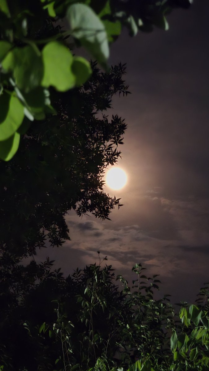 iffiViews's tweet photo. Moon above, trees below, silence between. https://t.co/hipvIYN7iP