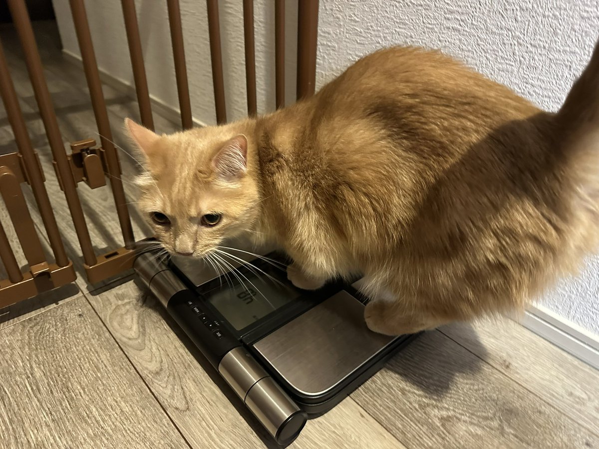 gorogoromocha's tweet photo. 2026/08/01
一昨日モカが266週齢を迎えたので成長記録🐈
最近は朝にパパンゴの横に来て添い寝してくれます😻
体重：4.8kg
#モカ成長記録 #266週齢 #猫 #マンチカン #cat #munchkin https://t.co/2vOaTFCZAB