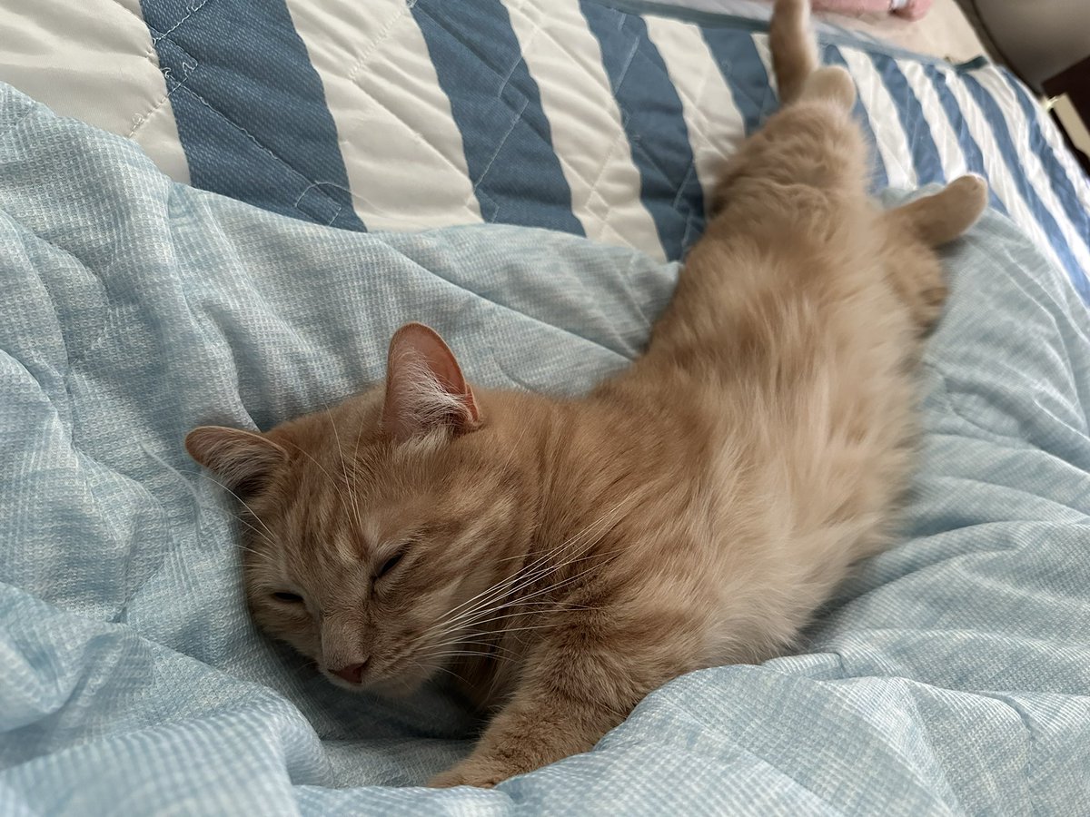 gorogoromocha's tweet photo. 2026/08/01
一昨日モカが266週齢を迎えたので成長記録🐈
最近は朝にパパンゴの横に来て添い寝してくれます😻
体重：4.8kg
#モカ成長記録 #266週齢 #猫 #マンチカン #cat #munchkin https://t.co/2vOaTFCZAB