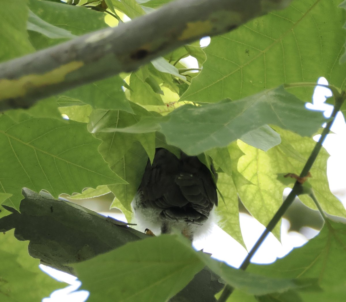 mikan_bird's tweet photo. 2026/07/31
昼休みの3分鳥見が5分に延長
ついに巣立ちびな１羽に会えました
何羽兄弟か…月曜日が楽しみです
①お腹がモフモフでひなと認識
②どうにか見えた全身像
　１羽でいると落ち着いた印象
③お母さんお疲れさまでした
④お父さんもお疲れさま
#アオバズク #野鳥観察 https://t.co/xpCvjwNp5j