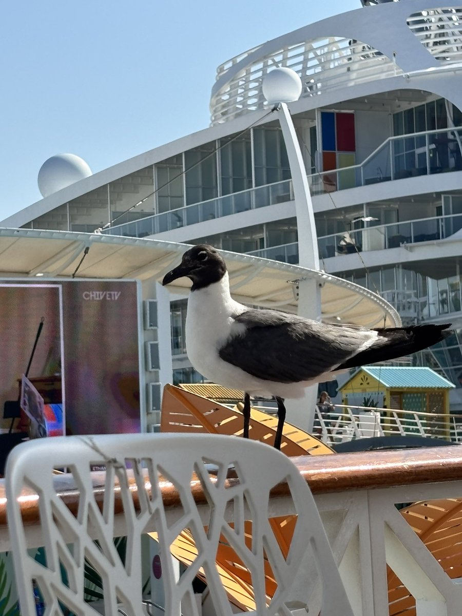 GamerGuyMC87tv's tweet photo. This was definitely the most beautiful ocean in the sea that I’ve ever seen in my entire life. This was definitely the best vacation cruise ever. Can’t wait to go back again next year it’s gonna be a blast to remember thank God for giving us the experience for us to live in your world for us to see what it’s like in the ocean to see what the cruise 🚢 is the crew even had a movie theater in there and it was so awesome and this bird decided to drop by and say hello when I was relaxing on the cruise definitely the best vacation ever is on a cruise. Amen. 🙏🏾 🚢 🚢🚢🚢🚢🚢🚢🚢🚢🚢♥️🚢🚢♥️🚢🫶🏾🫶🏾🚢🚢🫶🏾🫶🏾🚢🫶🏾🚢♥️🚢🚢🤗🤗🤗🤗🤗🤗🤗🤗🤩👍🏾💘💘💘💘💘💘👍🏾👍🏾👍🏾👍🏾👼🏾💘😂🚢♥️♥️🚢🫶🏾🚢🫶🏾🫶🏾🤗🤗🫶🏾♥️😀♥️😇🫶🏾🤣 I’m always happy and excited to go on a cruise 🚢 thank God for giving us life to experience this beautiful moment and this BEAUTIFUL DAY AMEN 🙏🏾