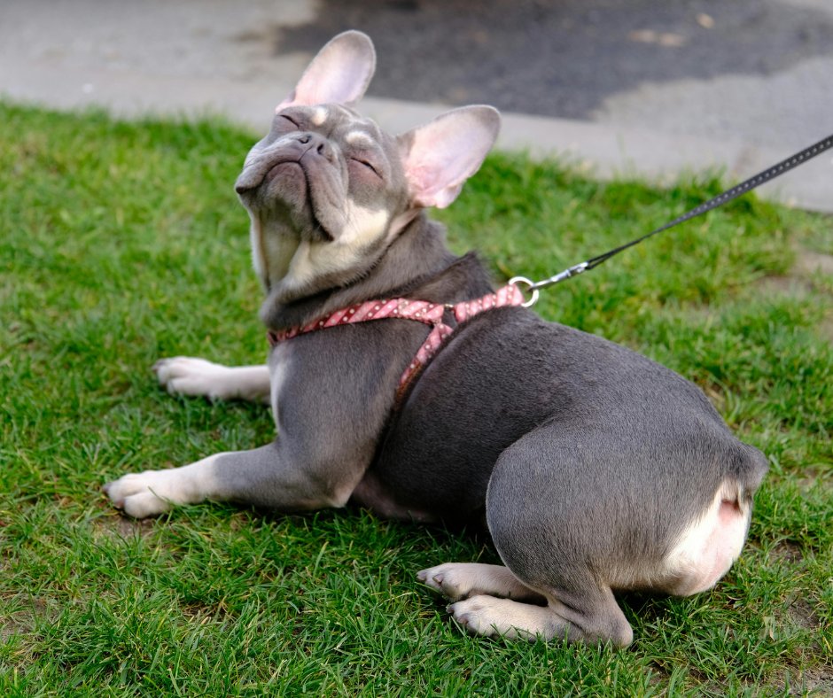 MidasDogTrain's tweet photo. Sick and tired of being pulled by your dog on walks? Give us a call, we can help!

#MidasTouchDogObedienceSchool #Dog #Puppy #Training #DogTraining #ObedienceTraining #LeadershipTraining #LeashTraining #DogTrainer #KansasCityMO https://t.co/PGRjbbIXJS