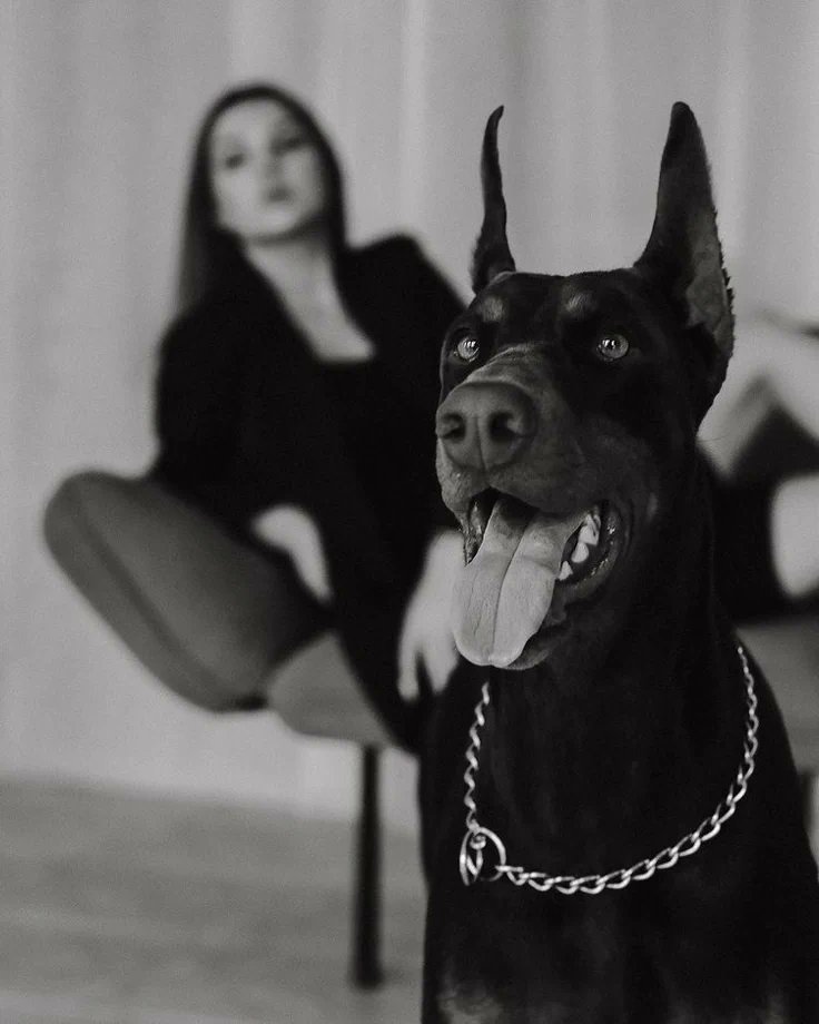 KottiRuby's tweet photo. And as the Queen says 👑
New content Available Dm for more 🐾🐕🐾🥰

https://t.co/XQwItZPq8H

#chilena #hot #cutecore #egirl #puppygirl #kawaii #fyp https://t.co/9DDbaSXdnA