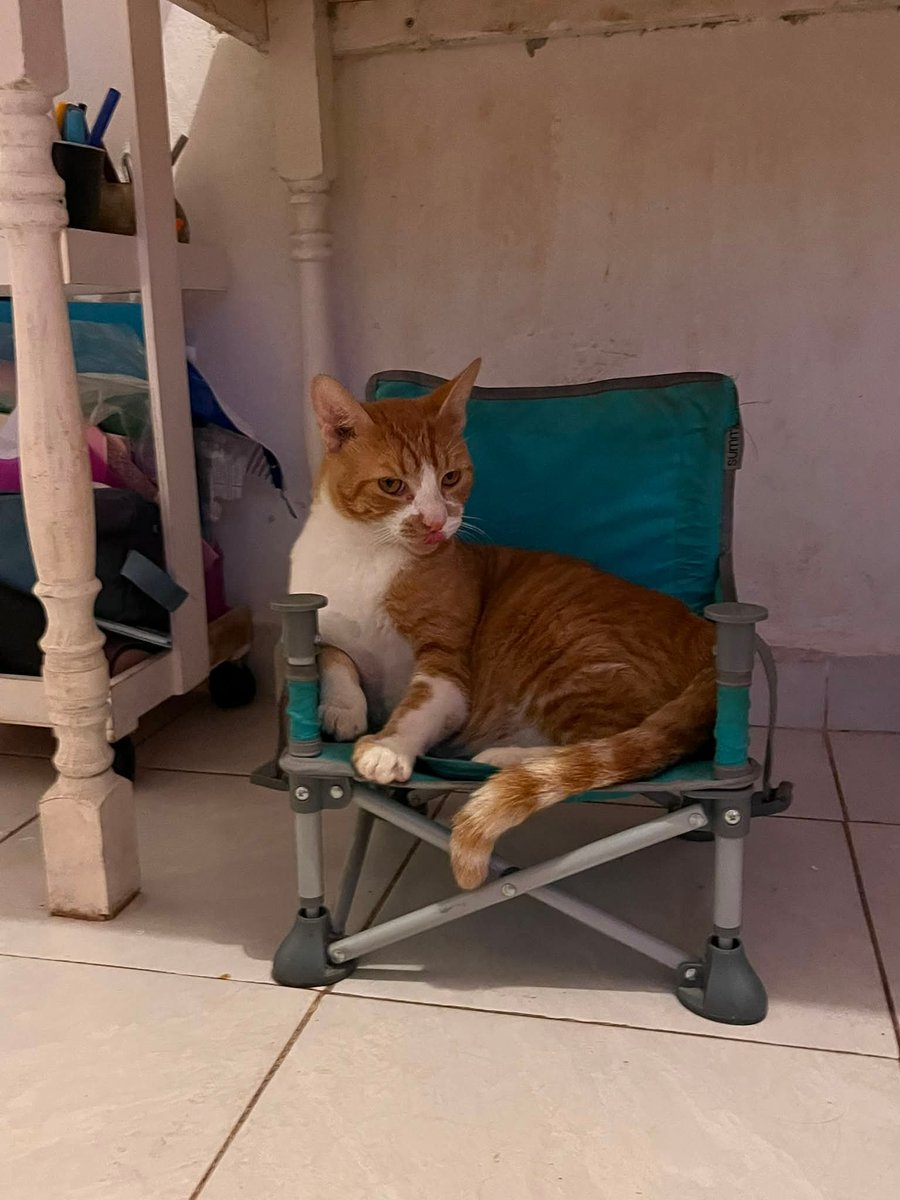 Animalesaprieto's tweet photo. sus abuelos le compraron esta silla exclusivamente para el https://t.co/IwCGnUyEdM