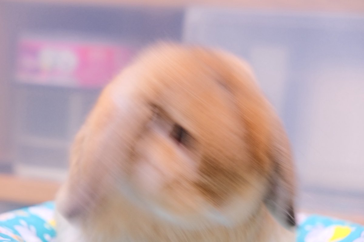 hidekism_ok's tweet photo. 今日も可愛く撮れた🐰 https://t.co/xNRcAbn3Ov