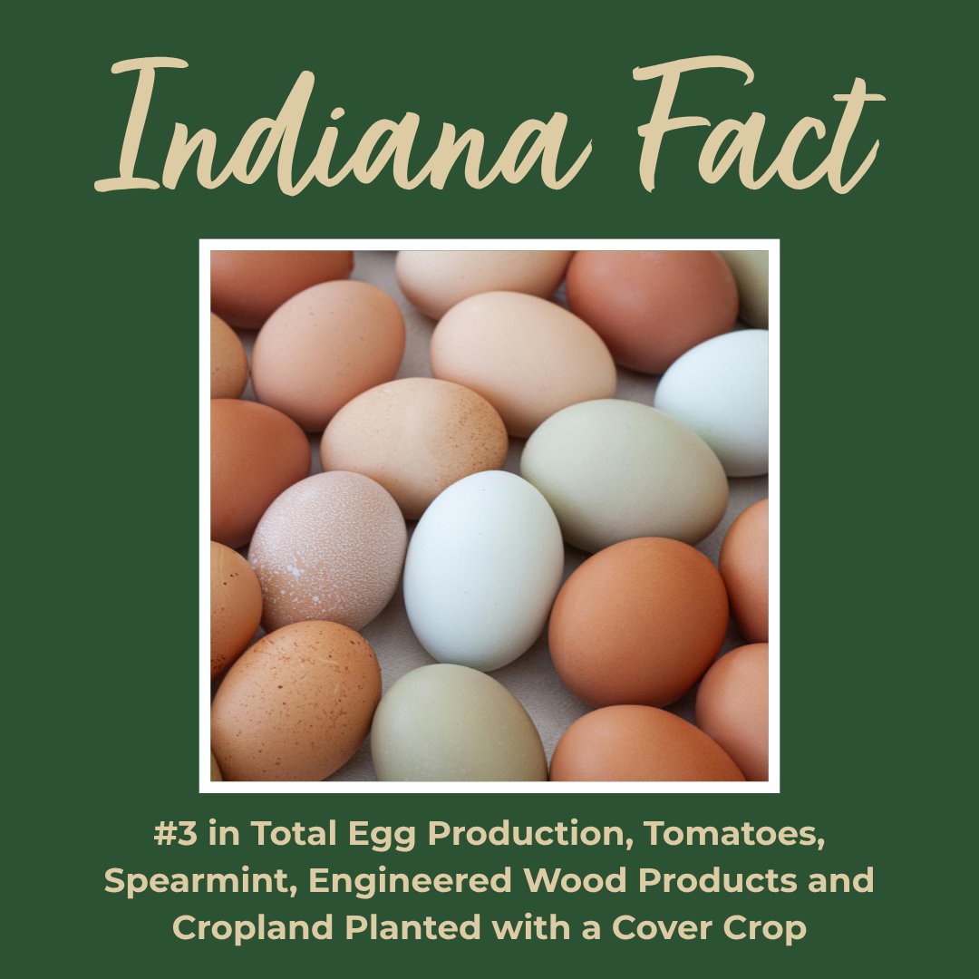 MapleLeafFarms's tweet photo. Indiana Fact: Indiana is ranked #3 in the nation for total egg production, tomatoes, spearmint, engineered wood products and cropland planted with a cover crop, according to the Indiana State Department of Agriculture.💯 https://t.co/XrEd8xzdmb